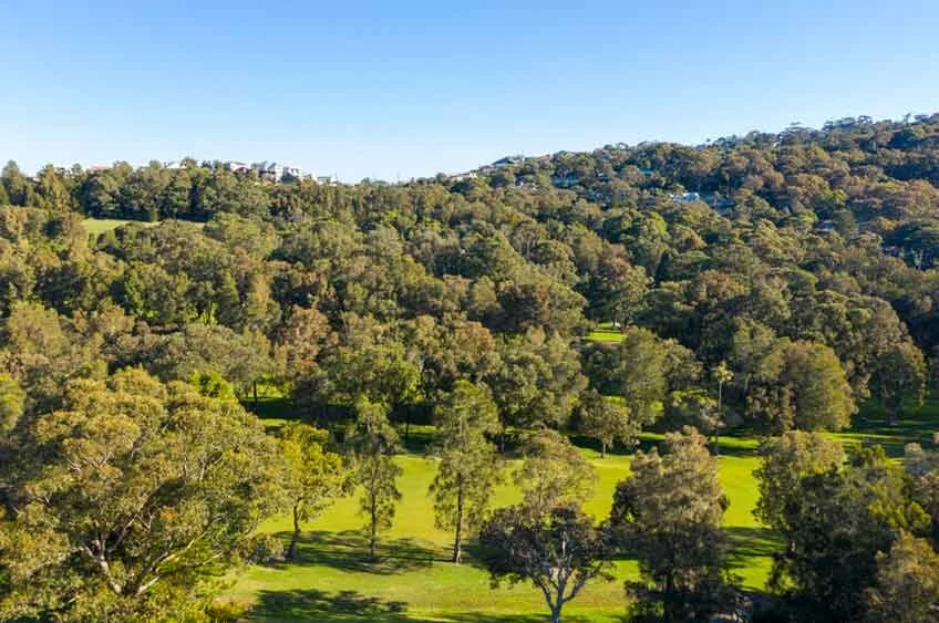 Avalon Golf Course - Avalon Beach - Northern Beaches - Sydney - TREE TOPS.jpg