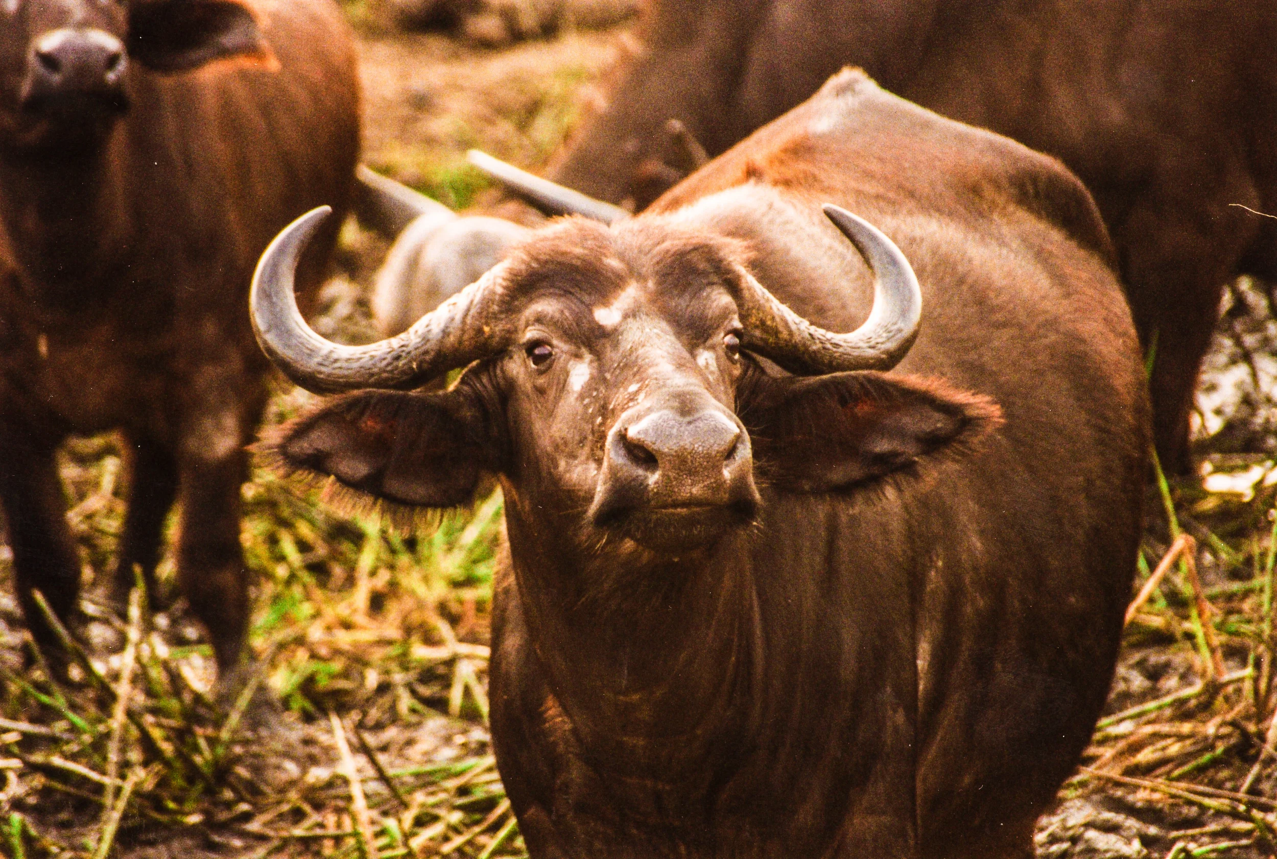 cape-buffalo_01.jpeg