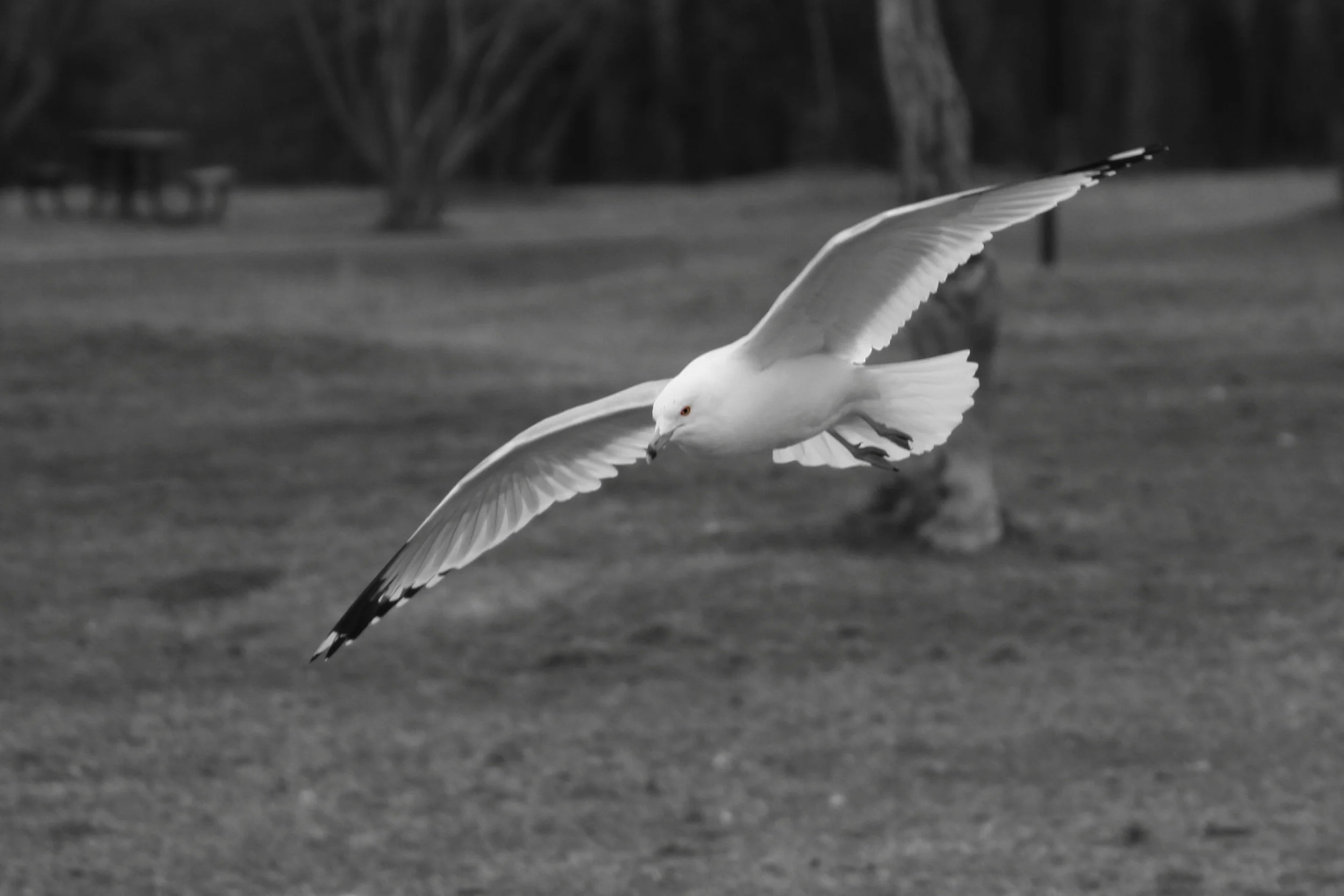seagull01.jpg