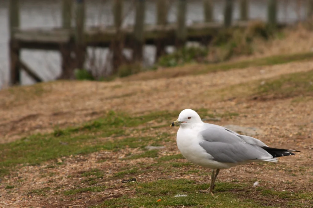 seagull02.jpg