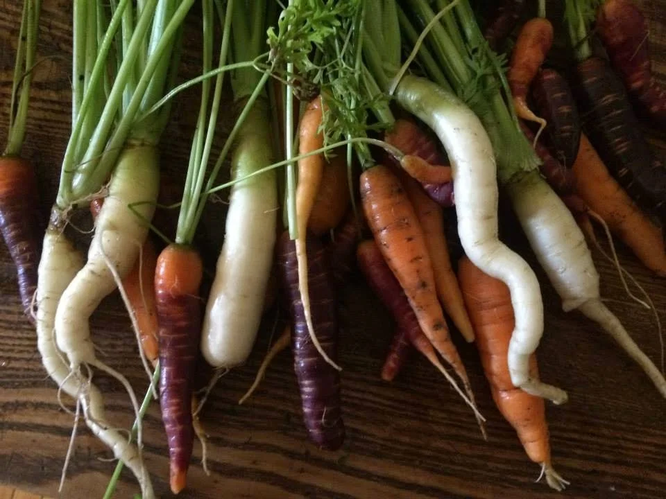 Early Bird Special: Lock in Last Year's CSA Rates Now Through March 15