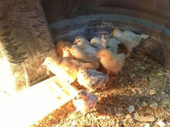 Now Accepting Applications for 2015 Sustainability Education Program