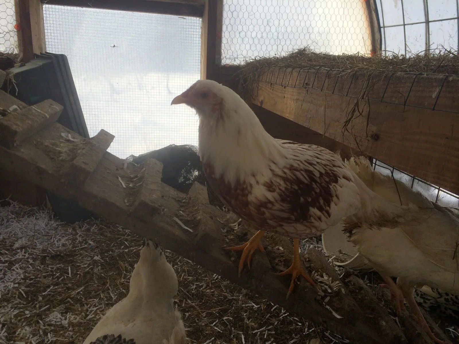 Greenhouse-Chicken Synergy Update!