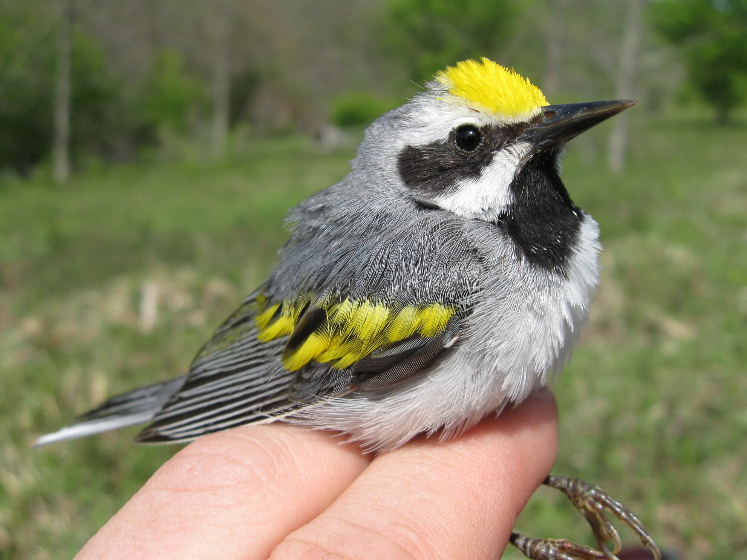 Better Farm Partners with USDA to Protect Golden-Winged Warblers
