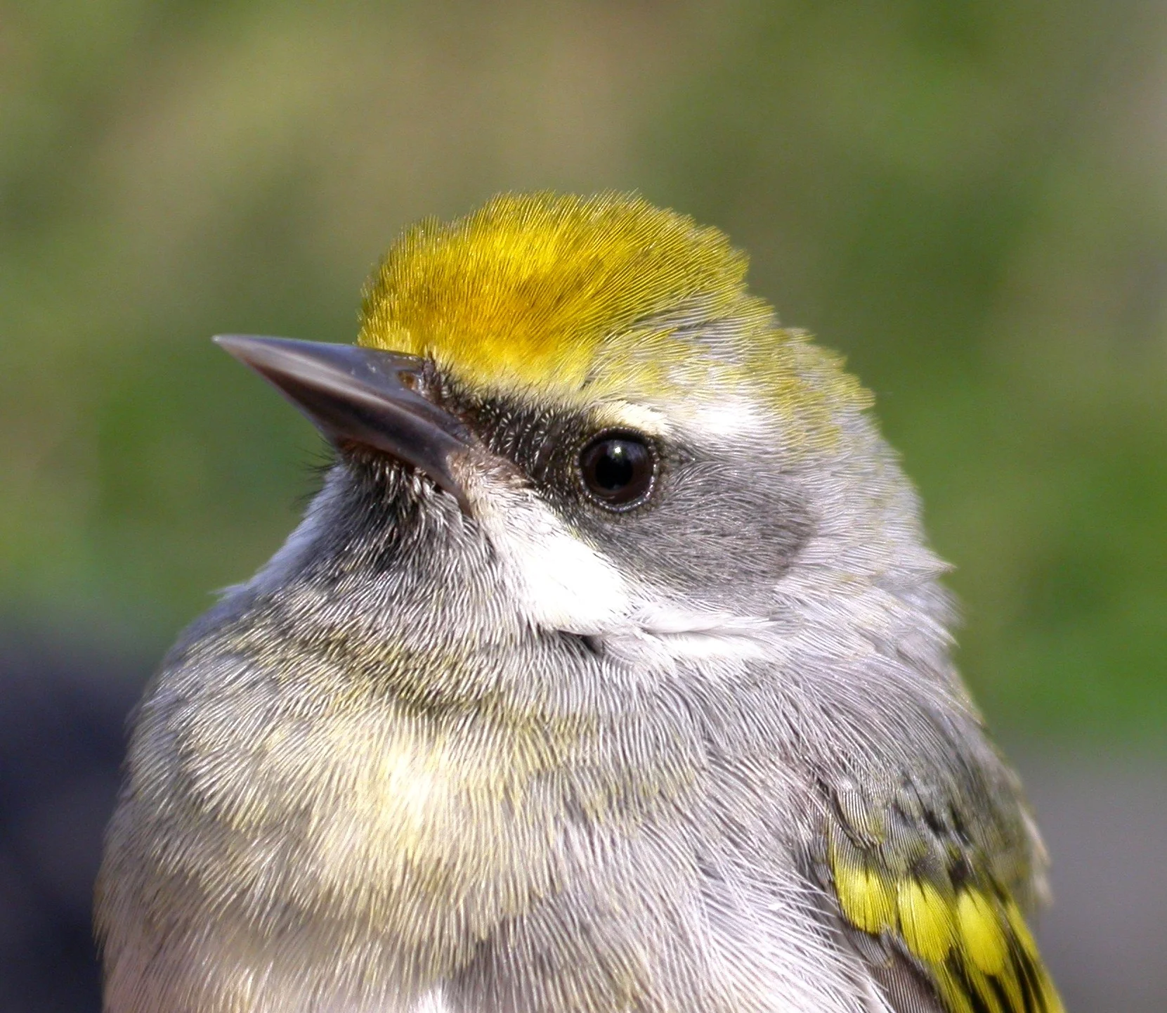 Female golden-winged warbler photo from Lake Forest College . Male golden-winged warbler in above photo from West Virgina University .