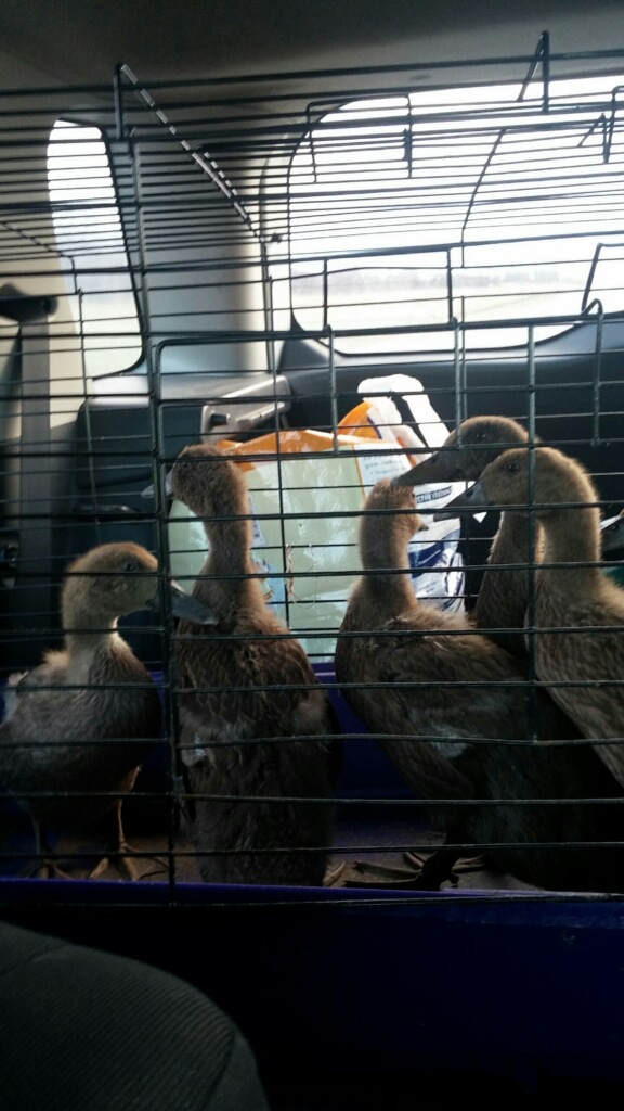 Introducing Better Farm's Mighty Ducks