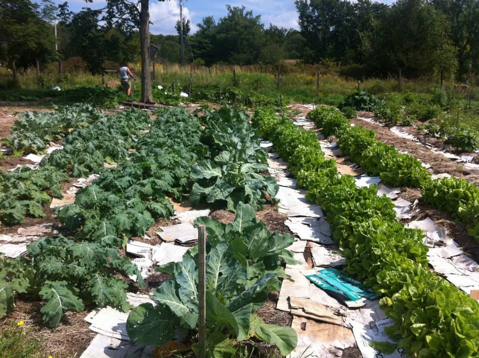 No-Till Mulch Gardening for the Home Garden or Small Farm