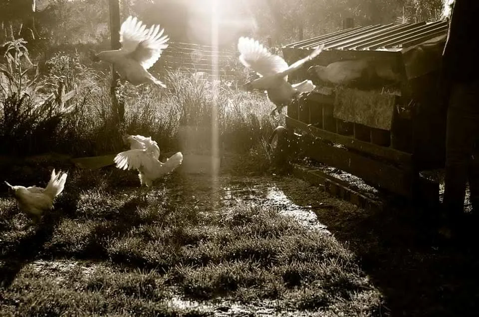 Nicole Caldwell Interviewed on WhyWhisper