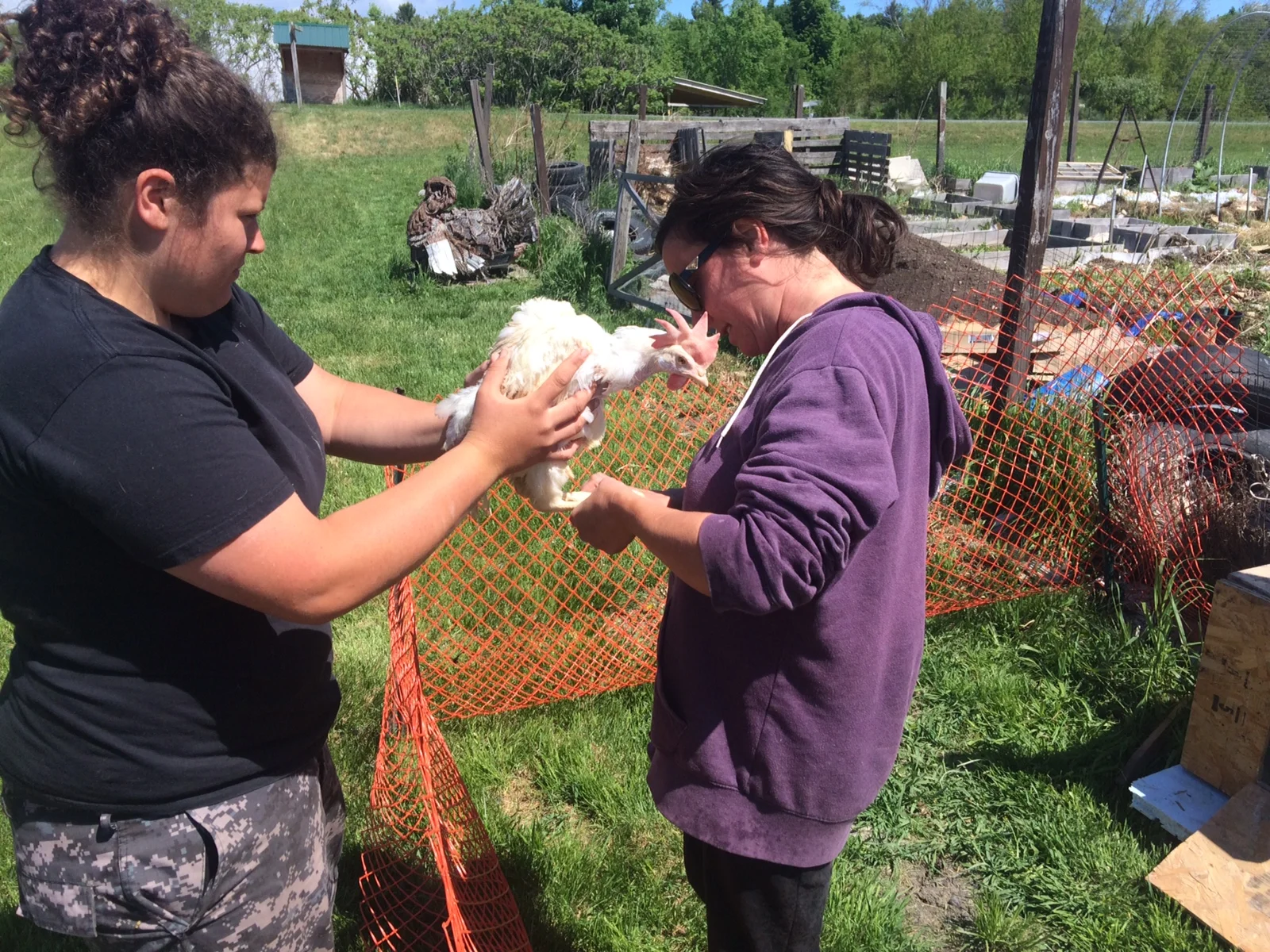 Spent Hens Rescue Mission of 2015