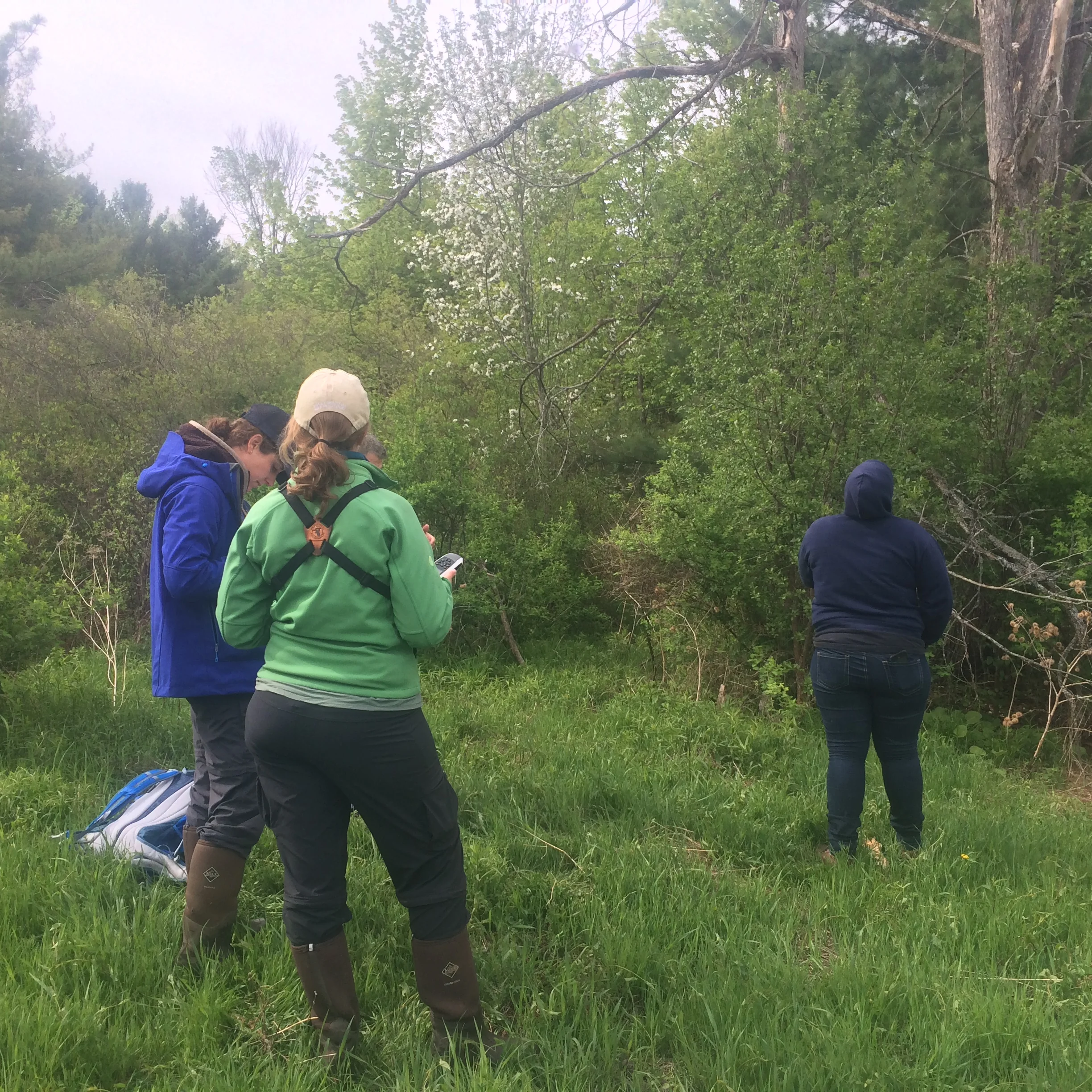 Golden-Winged Warbler Project Update: Bird Survey at the Farm
