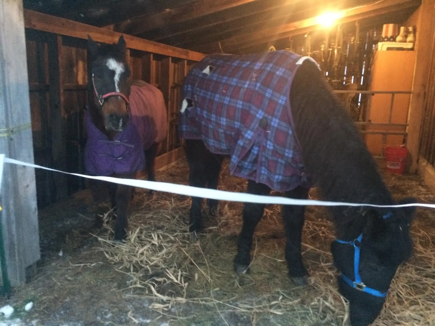 Riddler, left, is an Arabian. Storm is a Tennessee walking horse.
