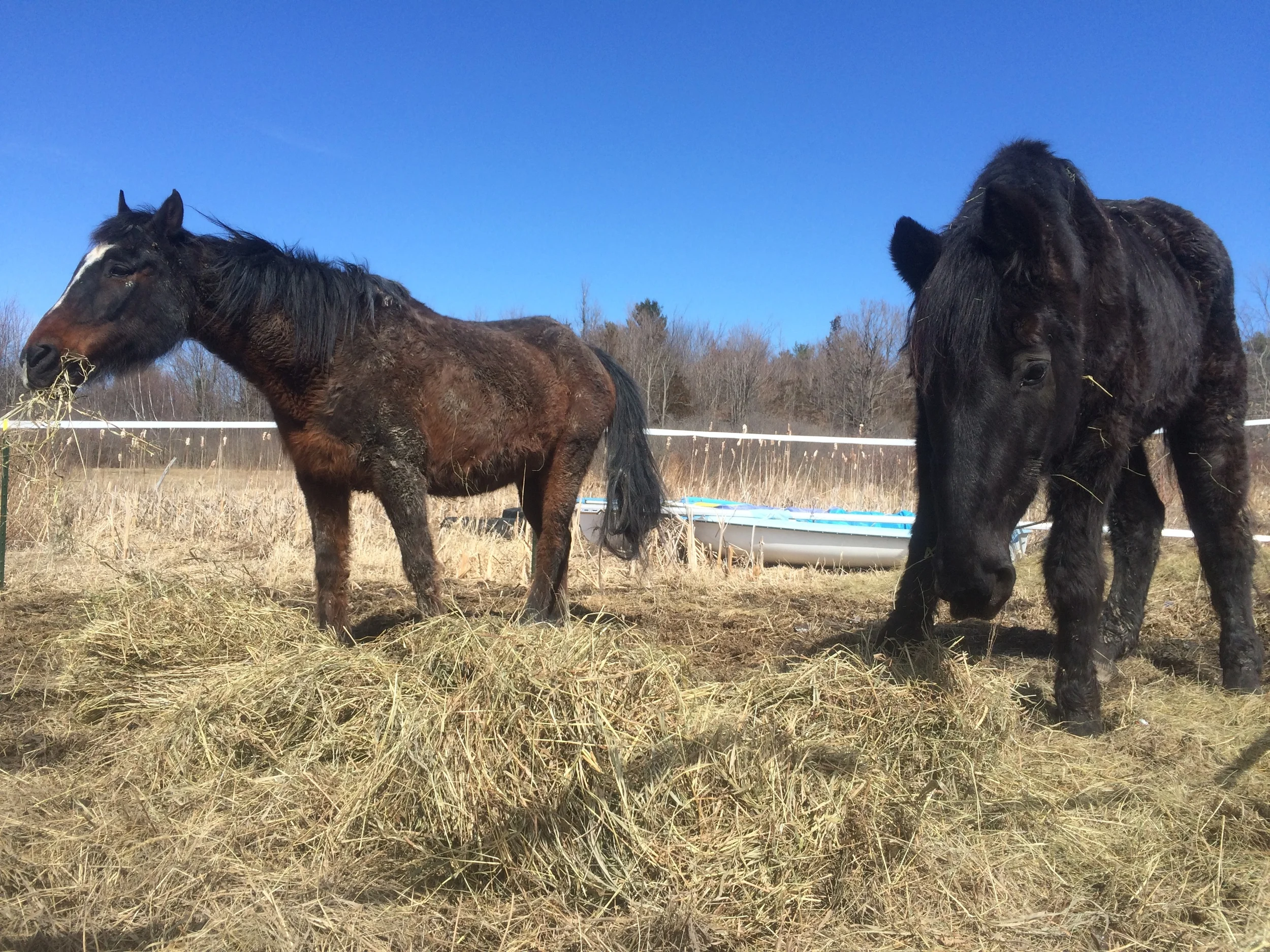 Riddler (left) and Storm have now reached their optimal weight and are happy, healthy and extremely well-loved.