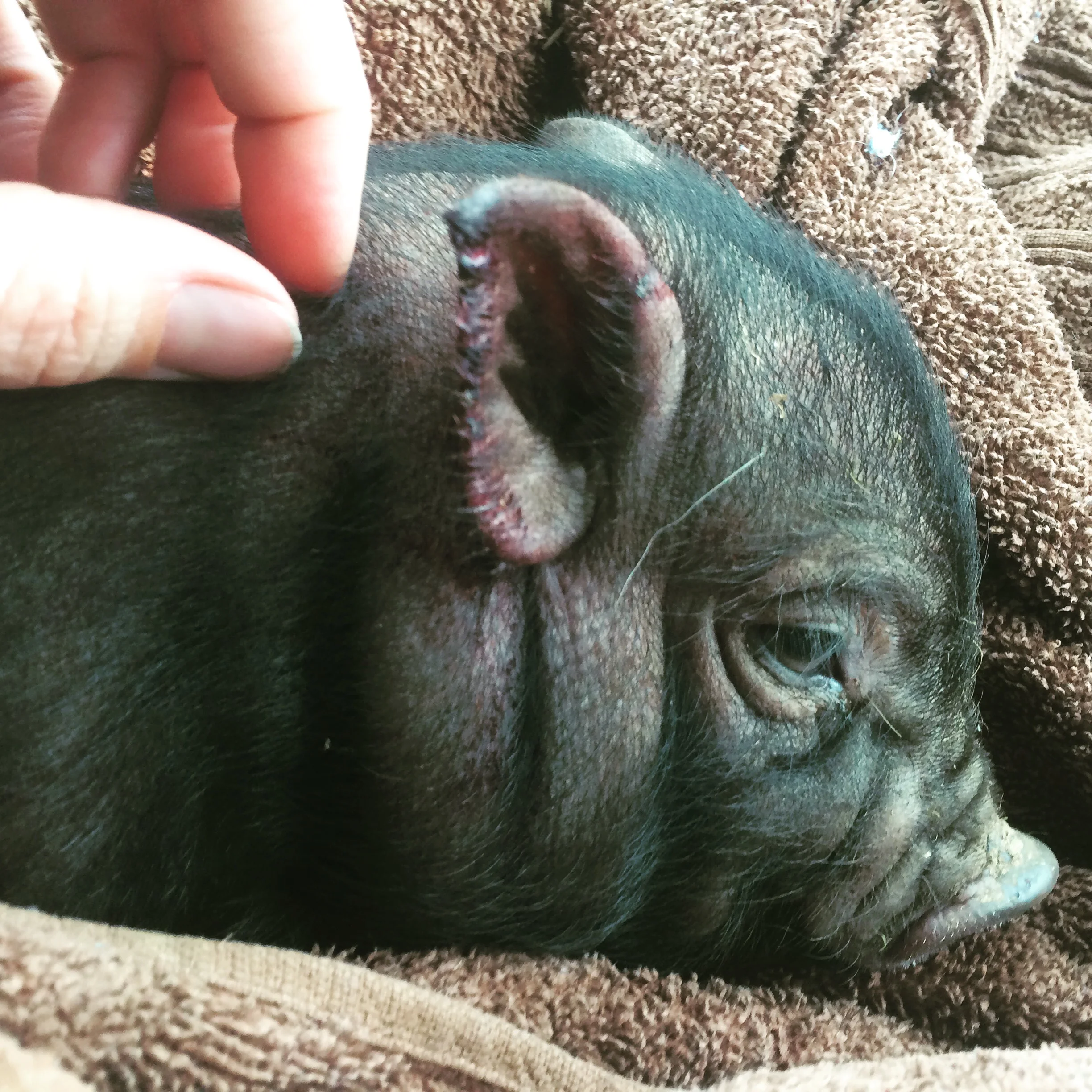 Matilda at 5 weeks.