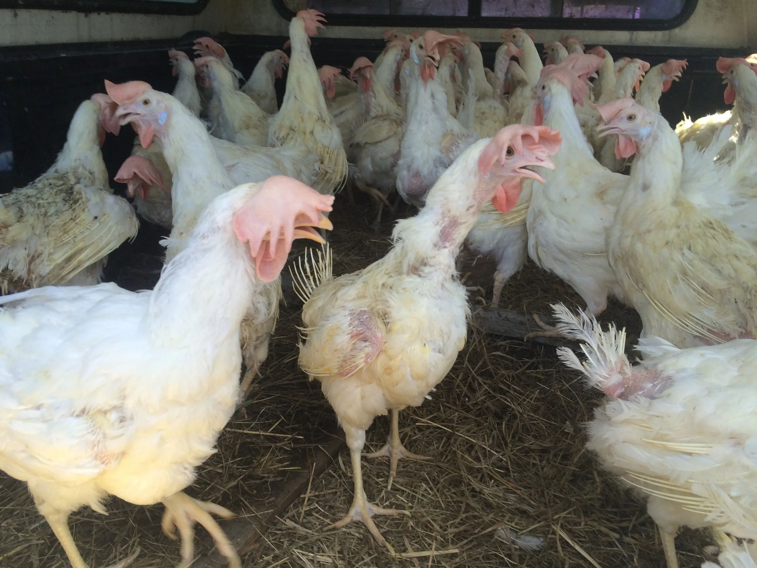 Spent Hens Rescue Mission Of 2016 Complete!