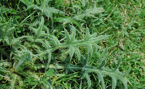 Thistle. image from dow agro science .