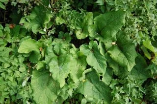 burdock. image from eat weeds .