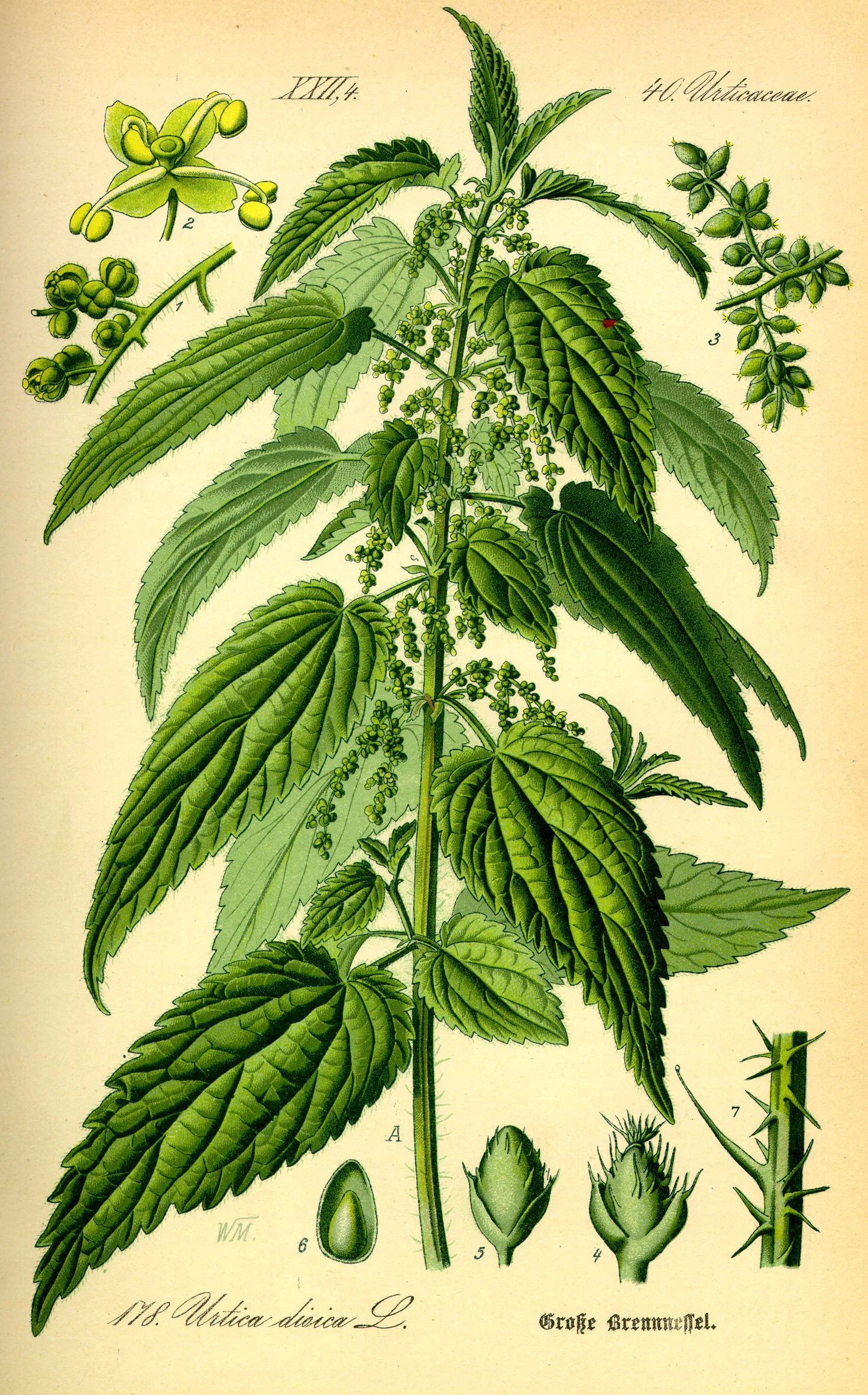 nettles. image from wikimedia .