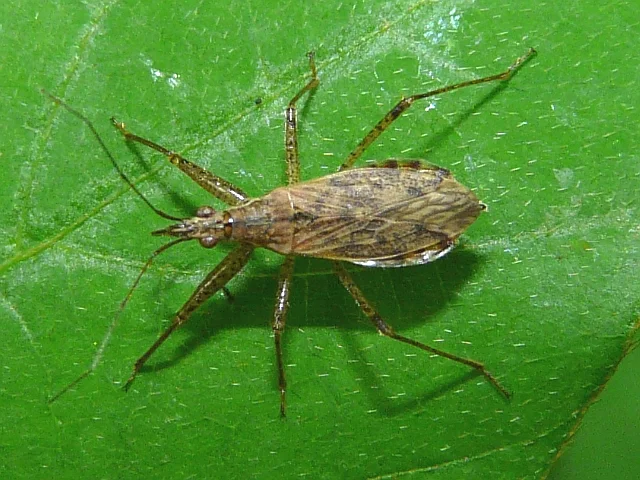 Image from NYCPestControl.