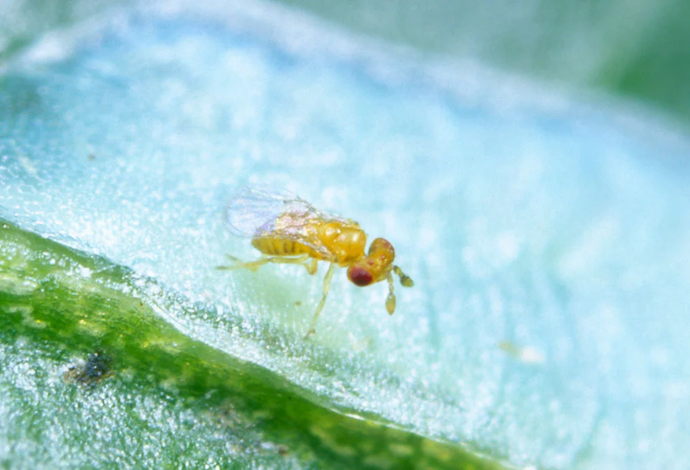 Photo from NYCPestControl .