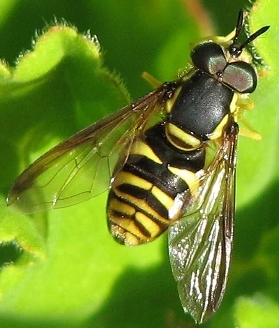 Image from NYCPestControl .