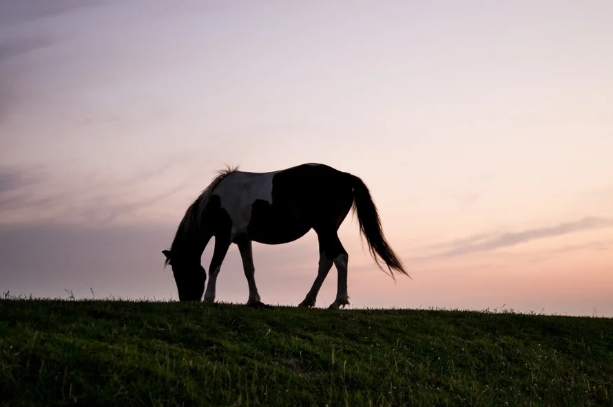 Image from Pexels .