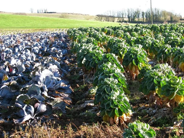 Great Ideas For Things To Grow And Sell On Your Farm