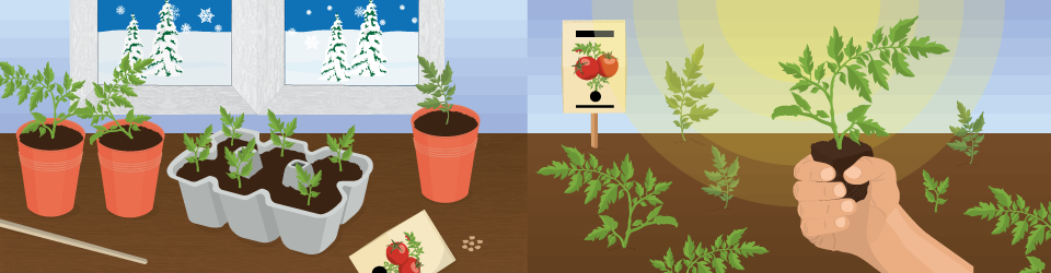 Starting Seeds in Winter for a Spring Garden