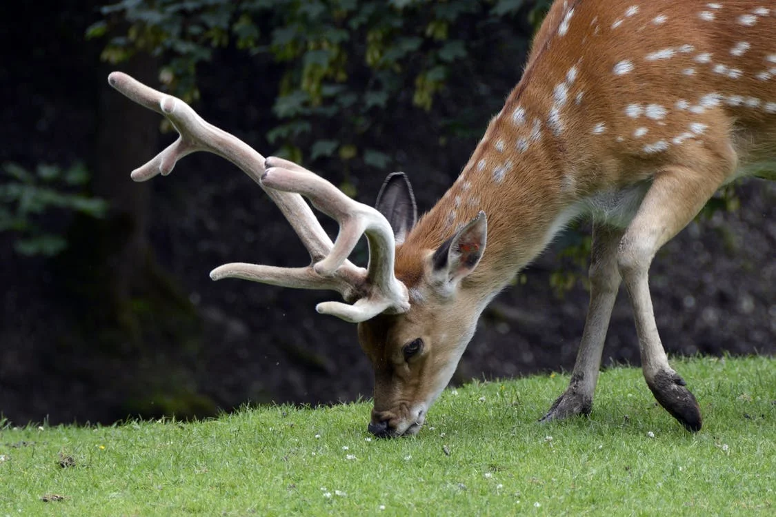 fallow-deer-hirsch-animal-nature-158185.jpg