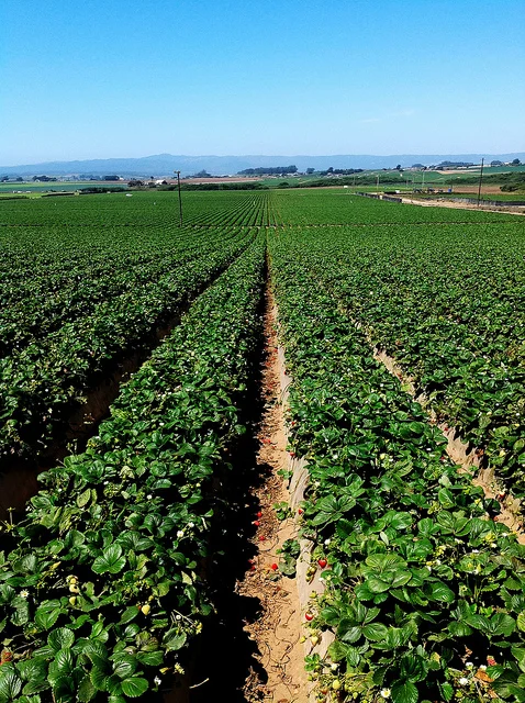 “Sundance Berry Farms Aug2012” by National Farm Worker Ministry is licensed under CC BY 2.0