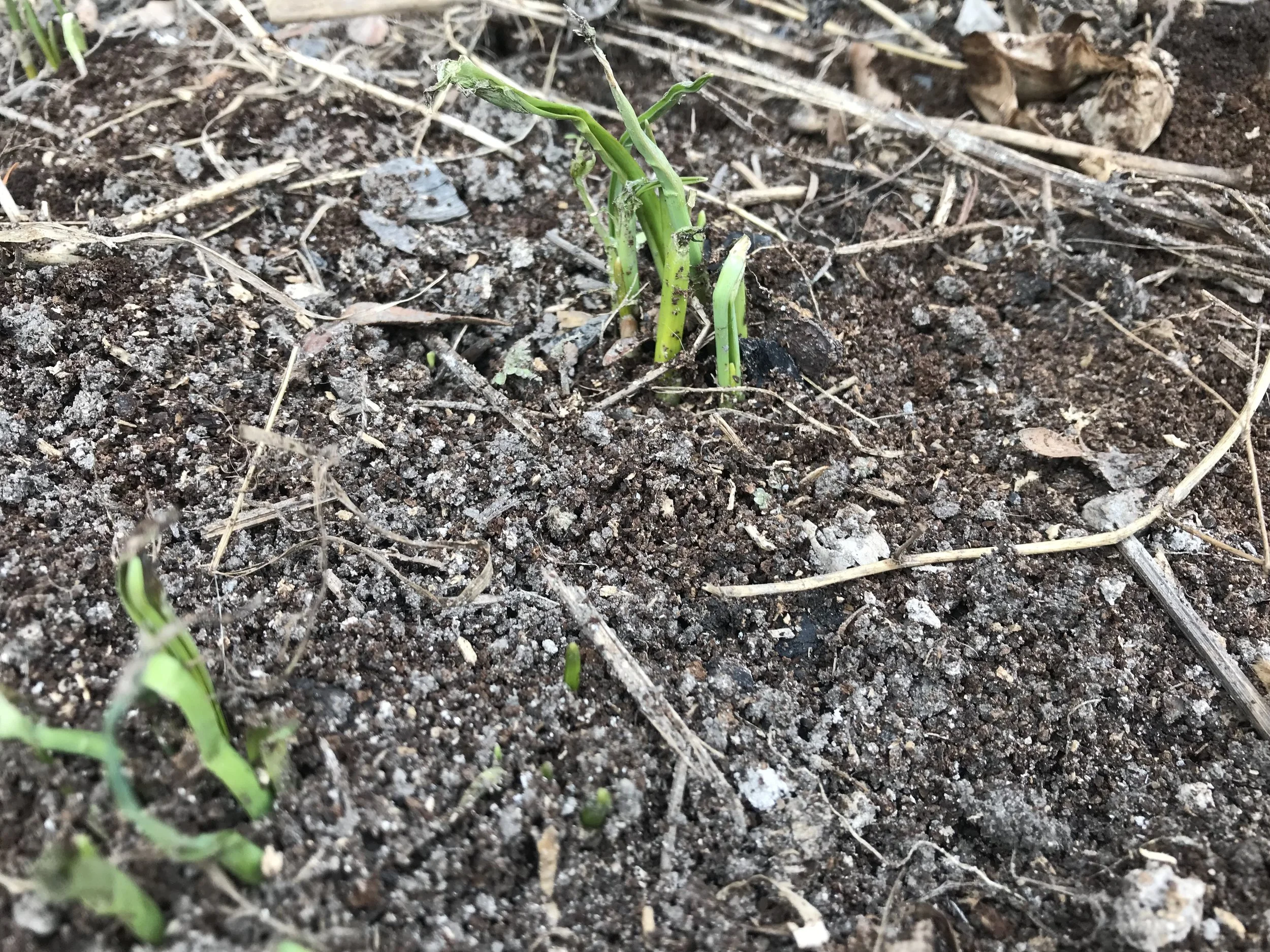 How to Sustainably Reduce Soil Acidity