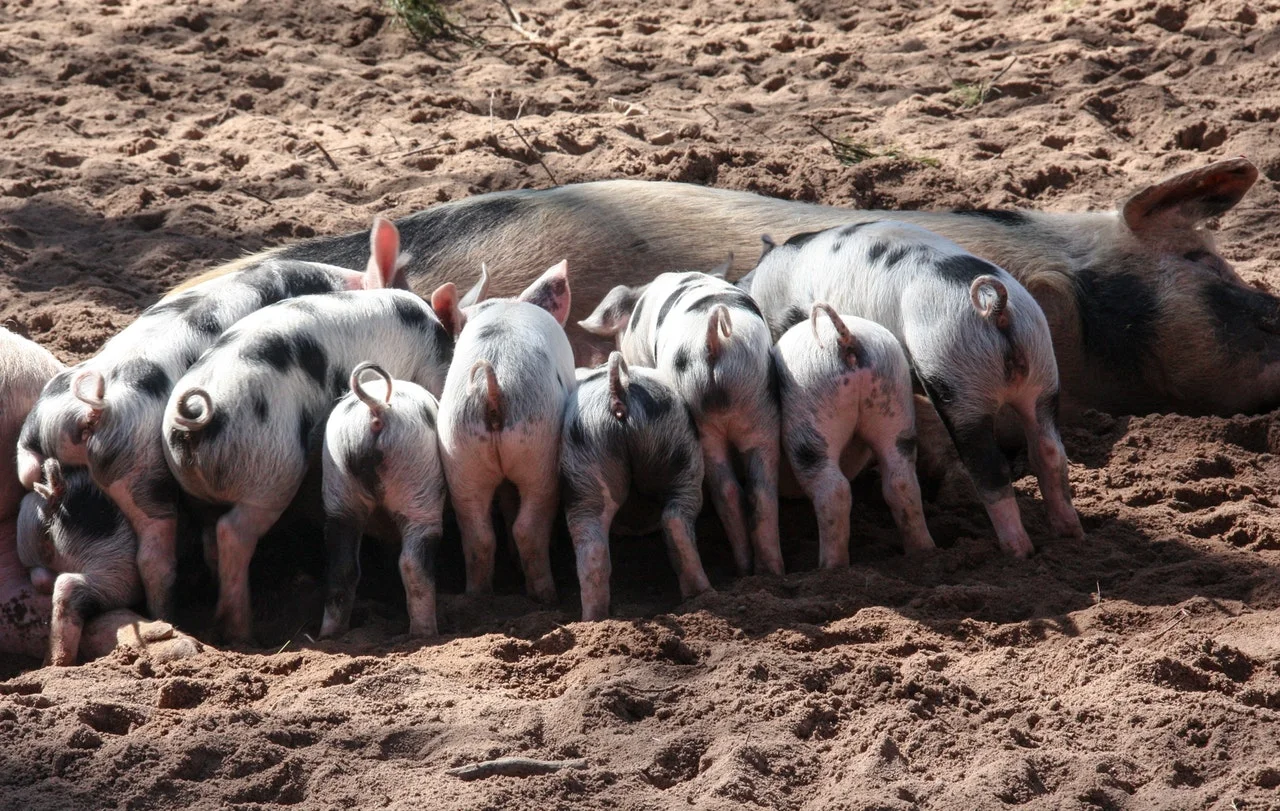 6 Things You Need To Know About Raising Pigs