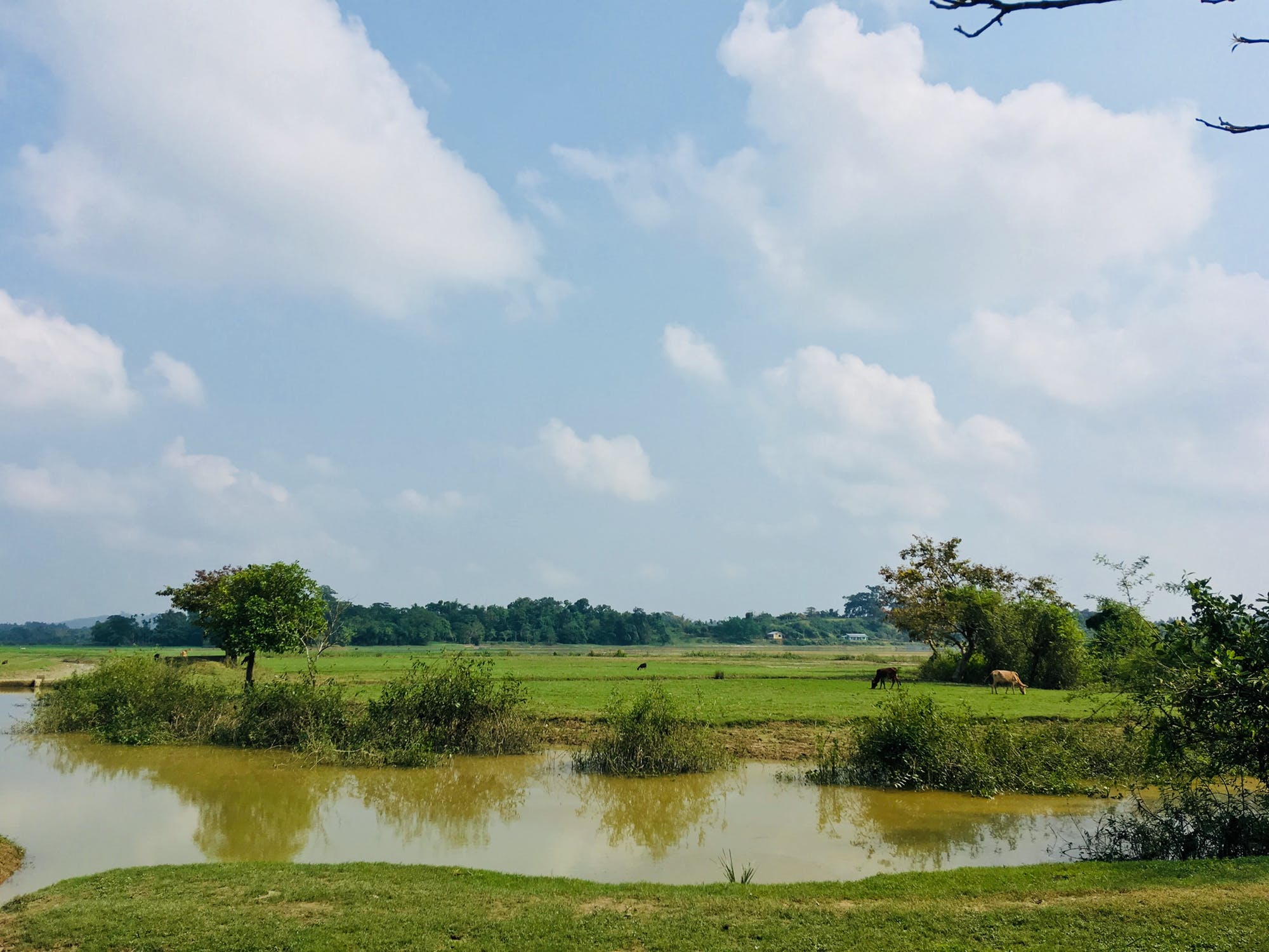 The Importance of Maintaining a Healthy Pond for Livestock