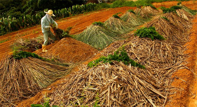 Sustainable Farming Practices Increase Agriculture Production in Third World Countries