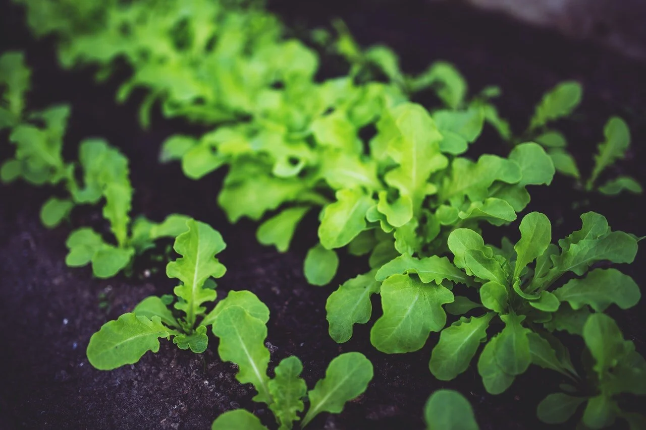 Growing Your Food Organically