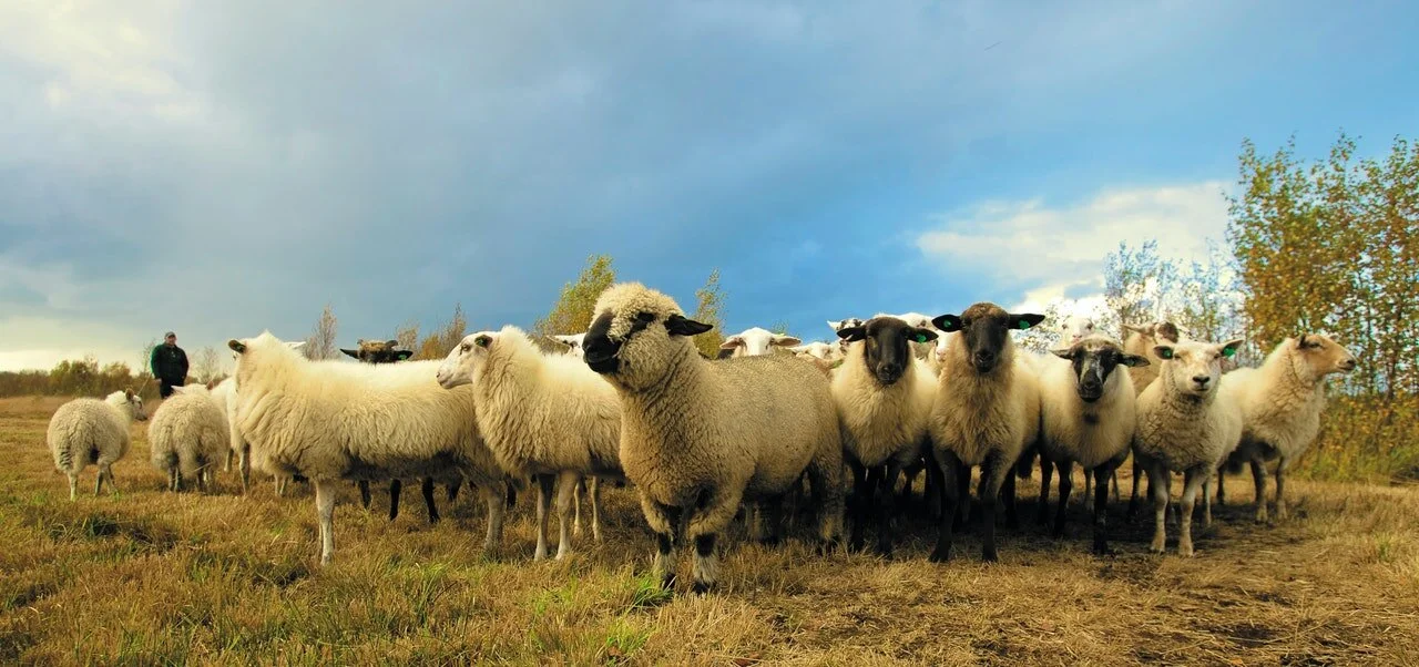 How Sheep Will Transform Your Land