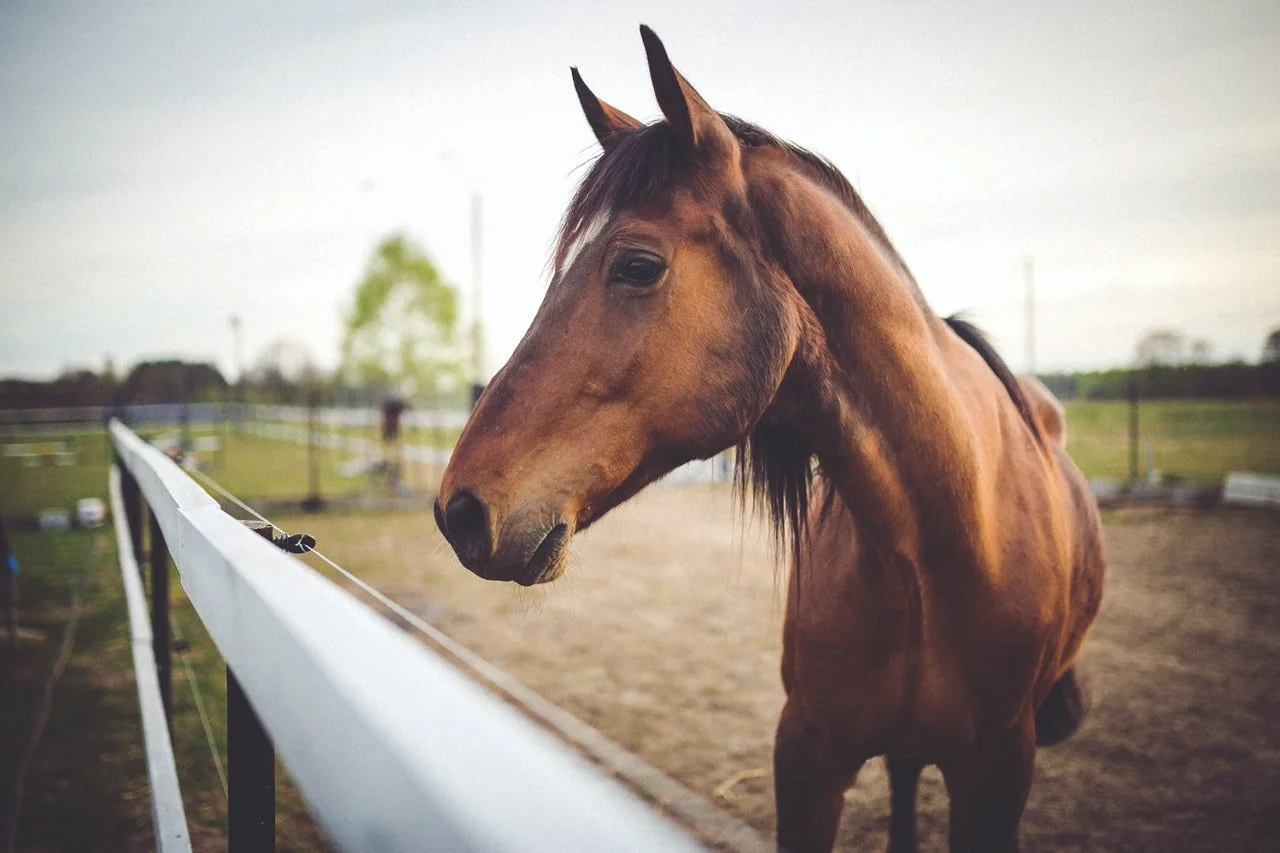 What to Consider Before Getting Your First Horse