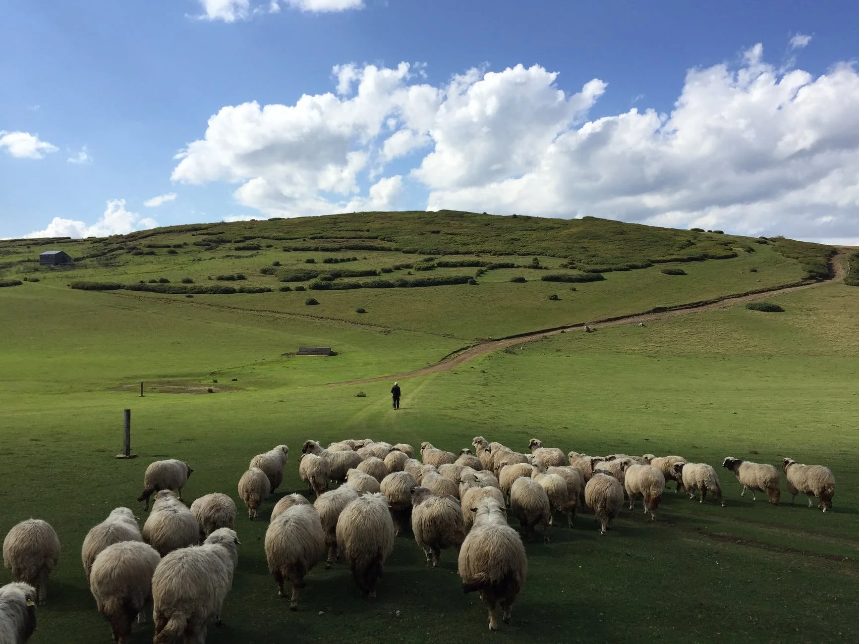 Sheep Farming: The Basics You Need to Know