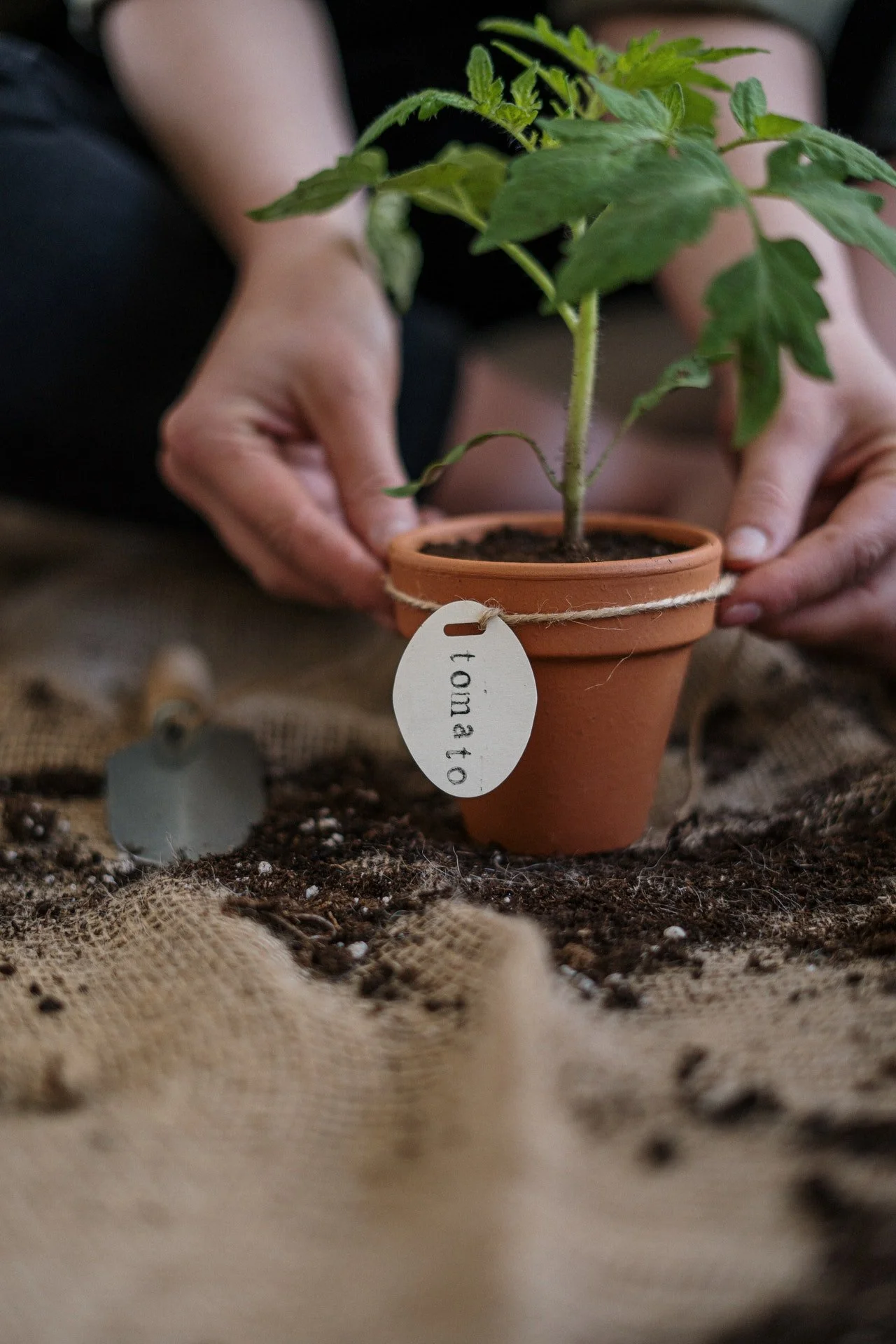 Why Itβs Important to Grow Your Own Food