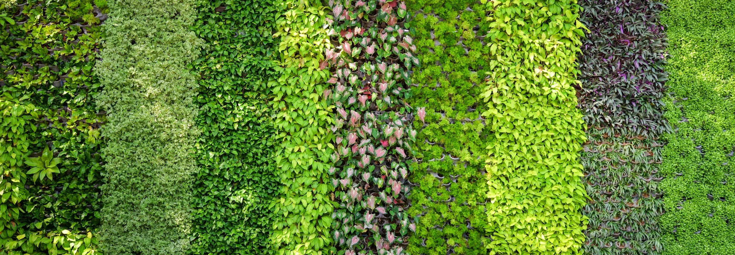 The Pros And Cons of Vertical Farming