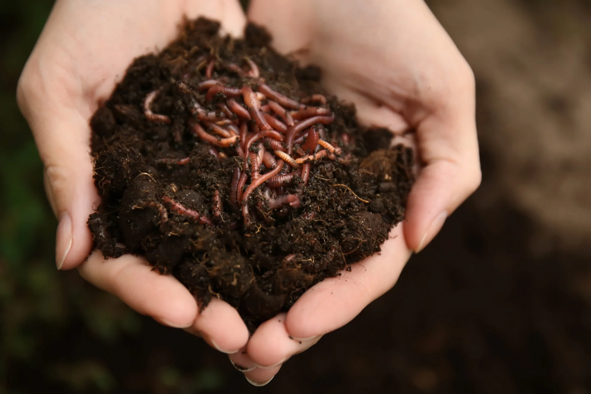 Worm Farming at Home: 2 pros and 3 cons&nbsp;