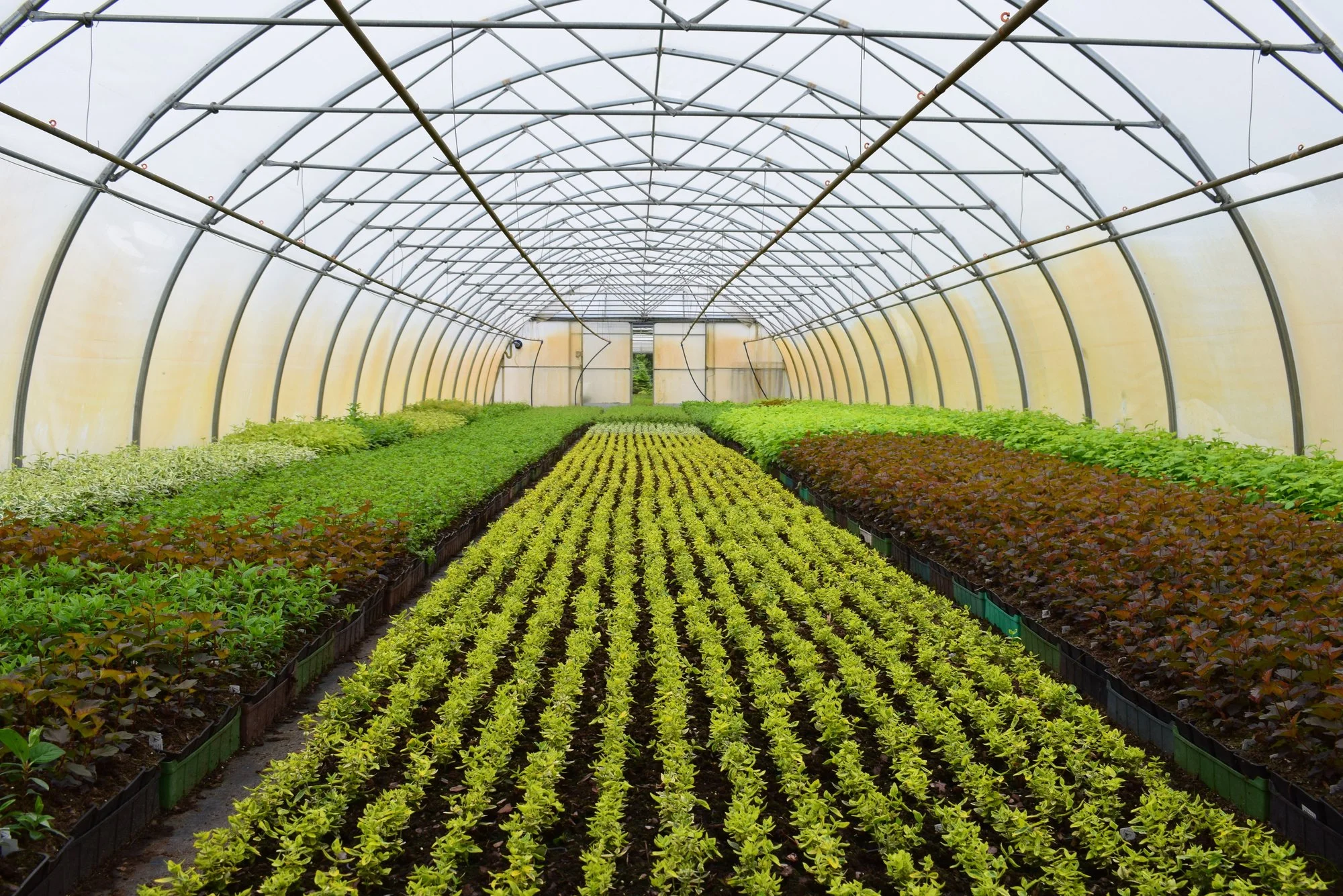 4 Smart Ways to Increase Greenhouse Production