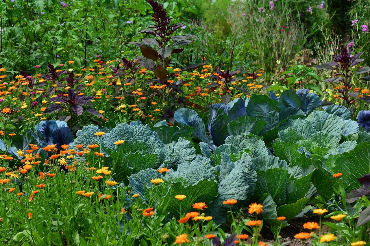How to Start a Vegetable Garden