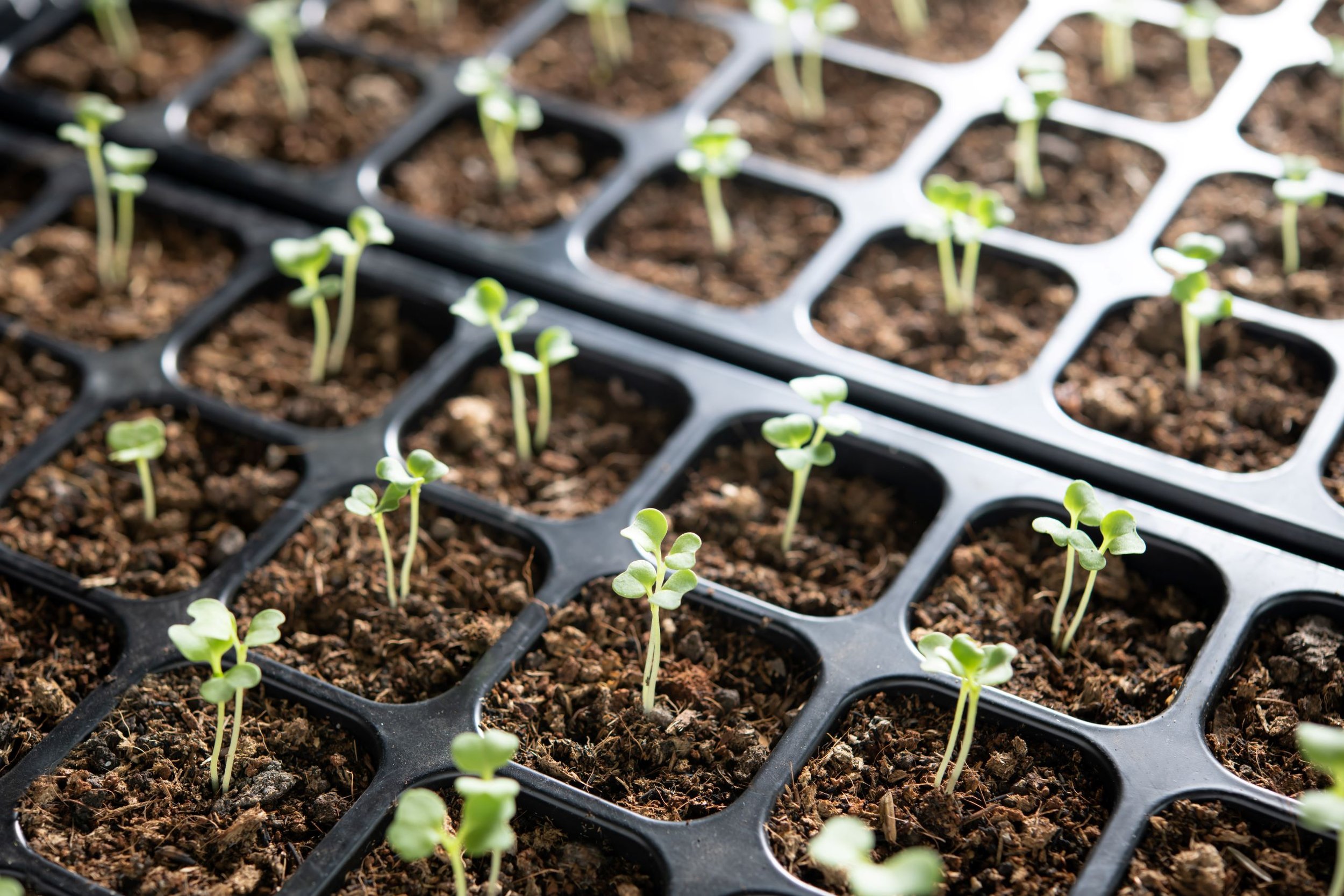 Advanced Techniques for Healthier and Stronger Seedlings