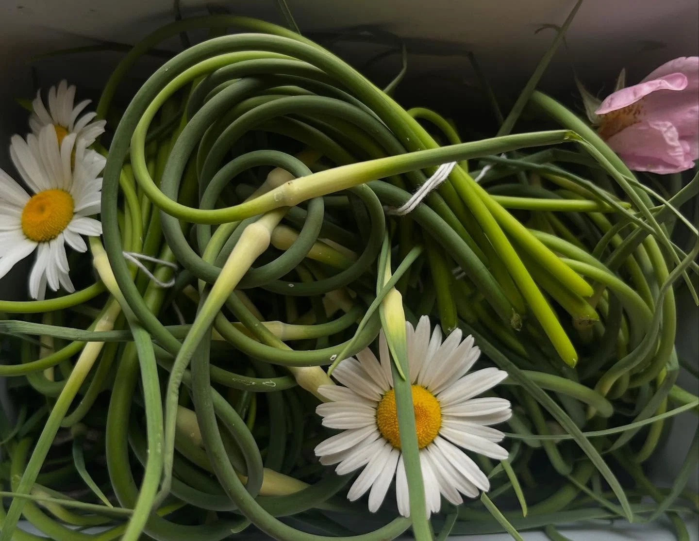 Great day for making garlic scape pesto!! Organic scapes are just a buck a bunch (2-3 oz. per bunch!) in the farmstand today. Eggs too while supplies last! 

Also offering super deals on lemon balm&hellip; delish mint alternative in all kinds of cock