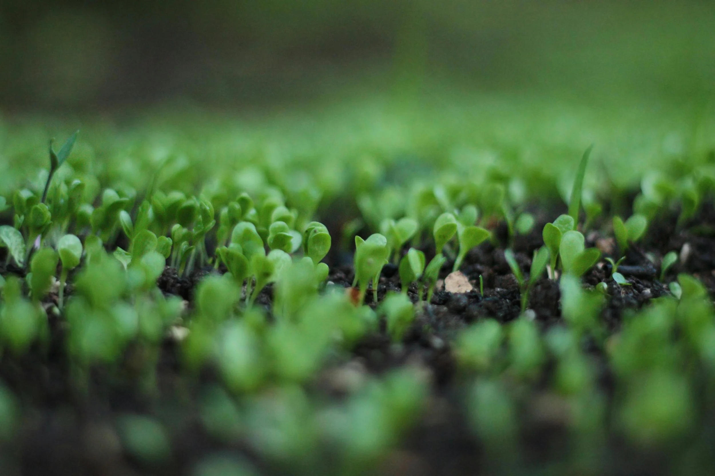 Microclimates on One Farm Block: Plant for the Hill, the Hollow, and the Headridge
