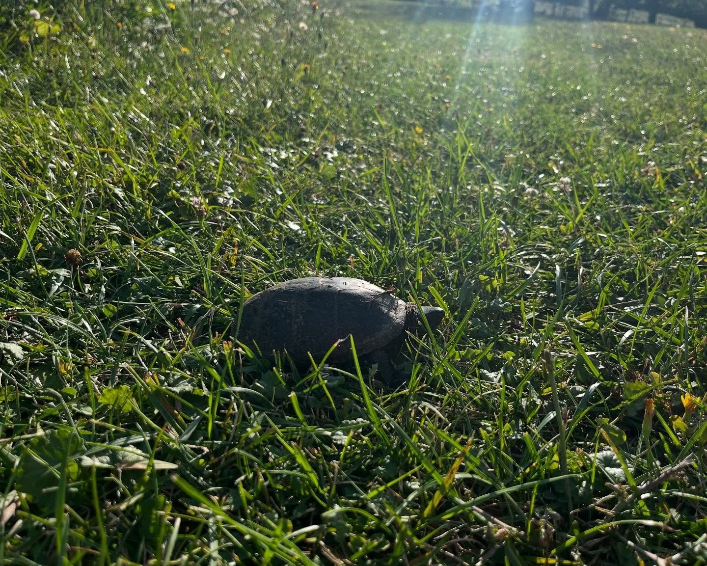 Celebrity guest on the @betterfarm lawn&mdash;can any aficionados ID? Possibly a common musk? Blanding&rsquo;s?!
