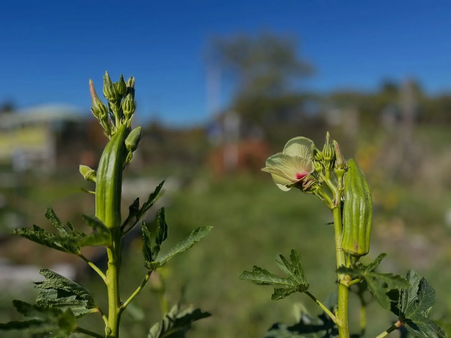 Okra! 😍😍