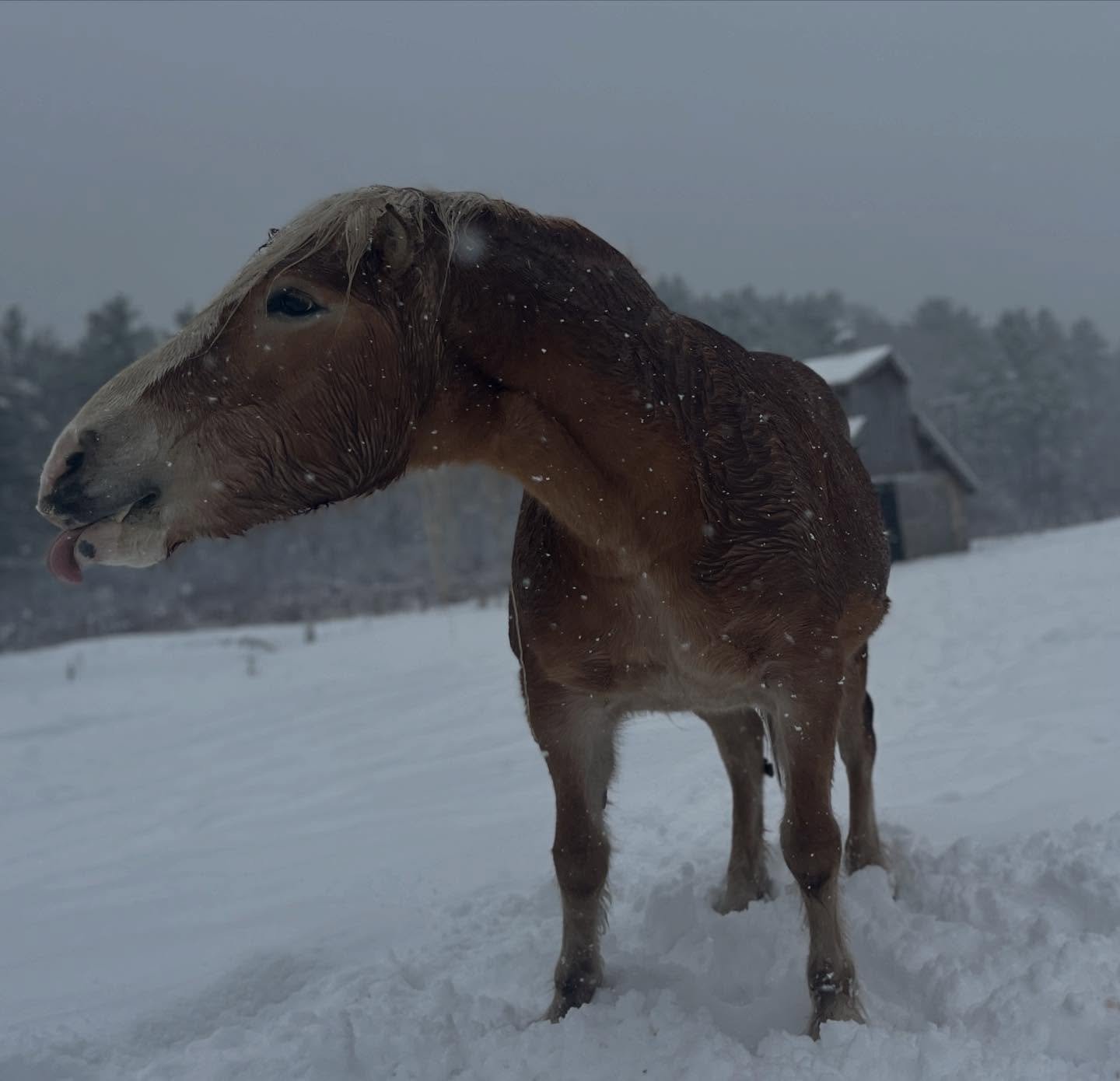 Snow bunnies 🐓🐴🦙🐄