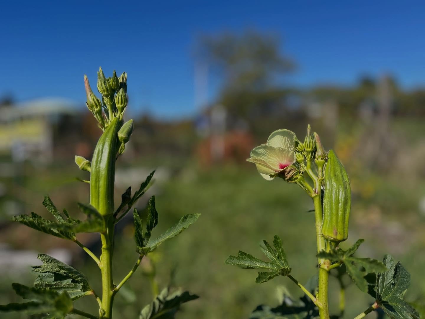 Okra! 😍😍