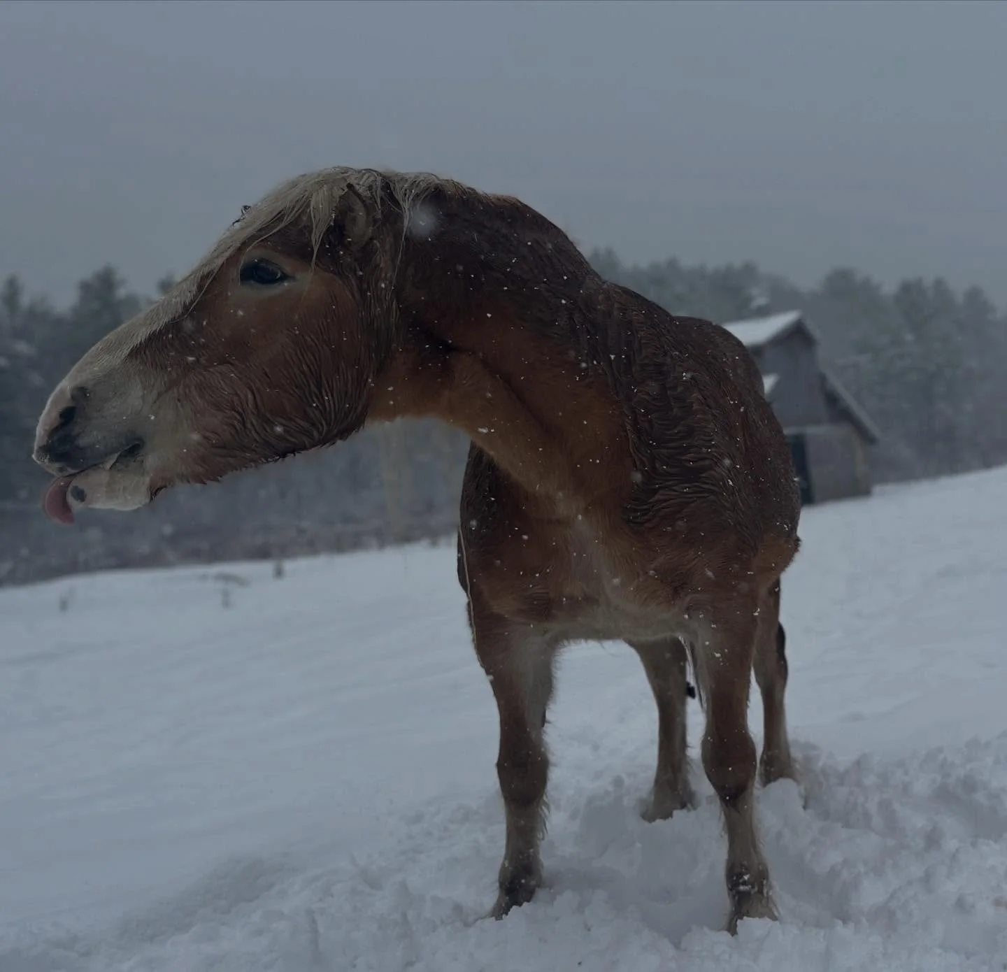 Snow bunnies 🐓🐴🦙🐄